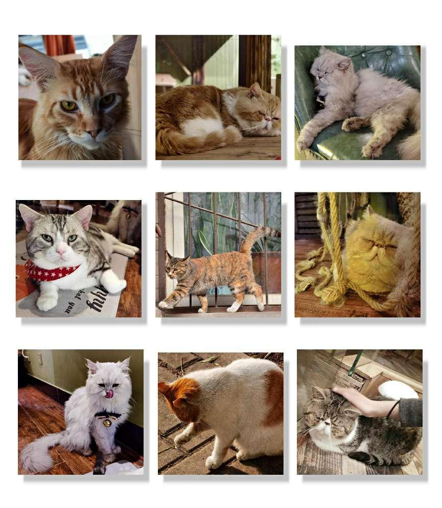 876c8c786aa040a19b7002308dcf6c11.jpg 2225168fdb0c10.jpg